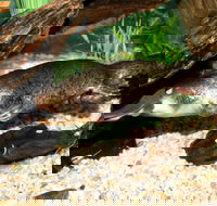 Platypus House - Hobart Tourism