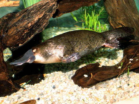 Platypus House - Hobart Tourism 0