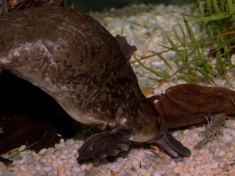 Platypus House - Hobart Tourism 1