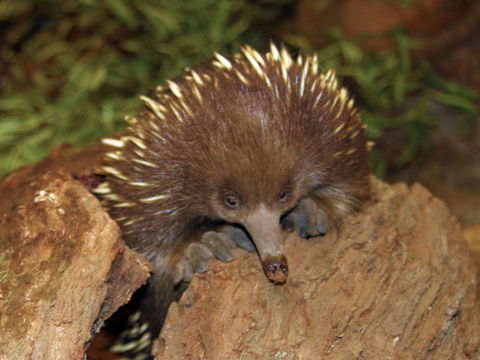 Platypus House - Hobart Tourism 2
