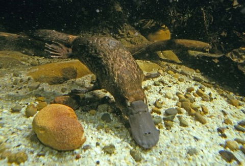 Platypus Pool - Tourism TAS 0