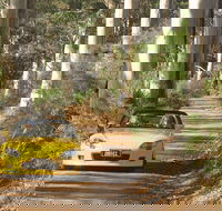 Scotsdale Tourist Drive - Hobart Tourism