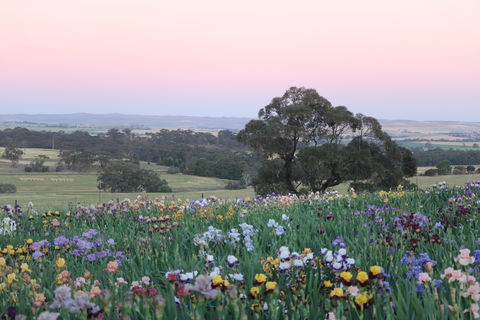 Smokin Heights Iris Display Garden - Tourism TAS 1