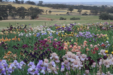 Smokin Heights Iris Display Garden - Tourism TAS 2