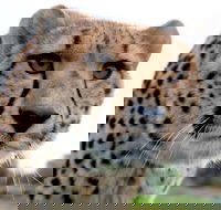 Tasmania Zoo - Hobart Tourism