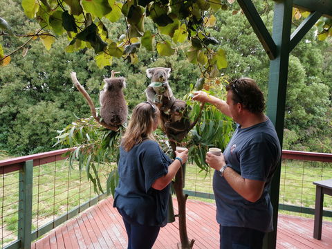 The Aussie Stop Offering Breakfast With Koalas - Tourism TAS 1