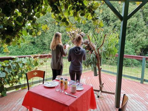 The Aussie Stop Offering Breakfast With Koalas - Tourism TAS 2