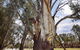The Big Tree - thumb 0