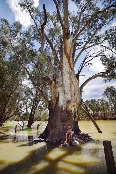 The Big Tree - Hobart Tourism 0