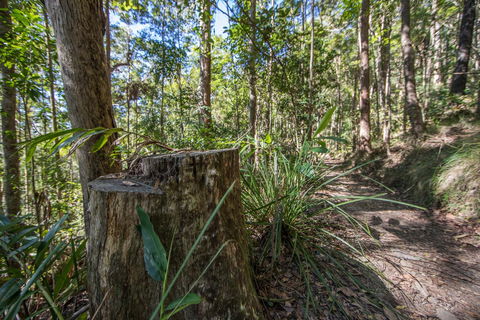 Thylogale Track - Hobart Tourism 0