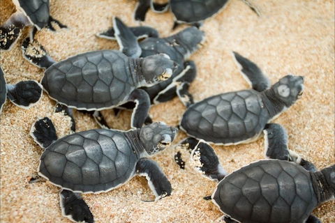 Turtle Nesting Season - Tourism TAS 0
