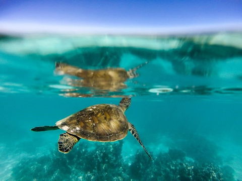 Turtle Nesting Season - Tourism TAS 1