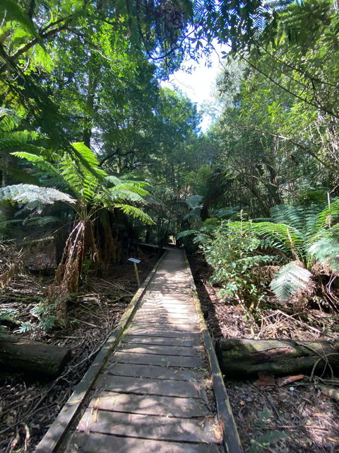Wirrawilla Rainforest Walk - Tourism TAS 0