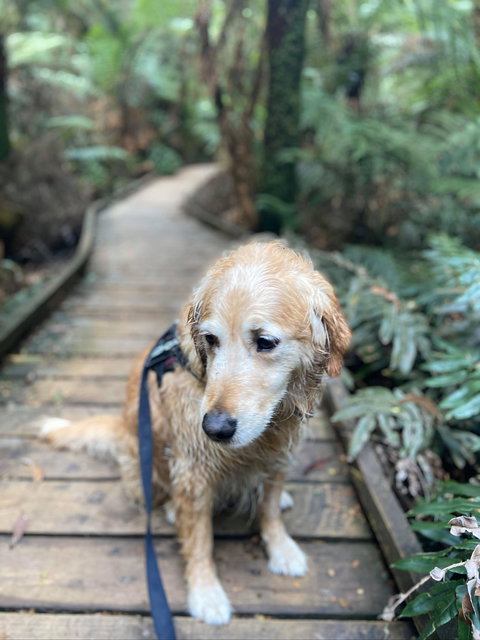 Wirrawilla Rainforest Walk - Tourism TAS 1