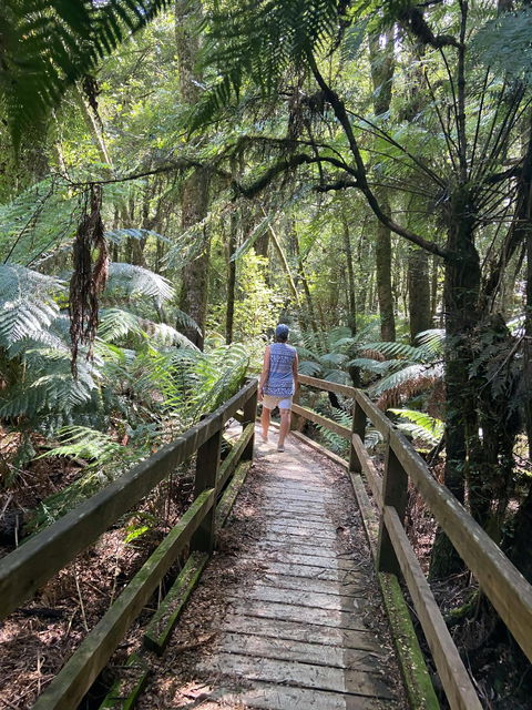 Wirrawilla Rainforest Walk - Tourism TAS 2