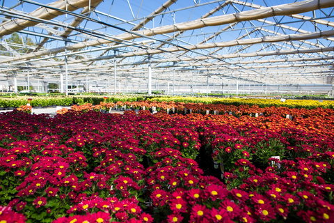 Adare - Tourism TAS 1