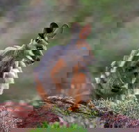 Arkaroola Wilderness Sanctuary - Tourism TAS