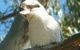 Bird Watching In Narrandera - thumb 1