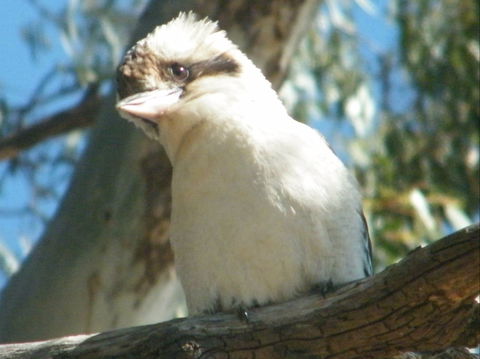 Bird Watching In Narrandera - Hobart Tourism 1