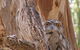 Bird Watching In Narrandera - thumb 2