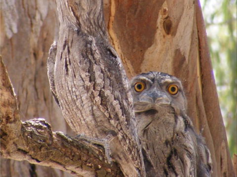Bird Watching In Narrandera - Hobart Tourism 2