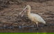 Bird Watching At The Goan Water Hole - thumb 0