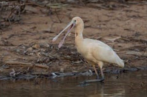 Bird Watching At The Goan Water Hole - Hobart Tourism 0