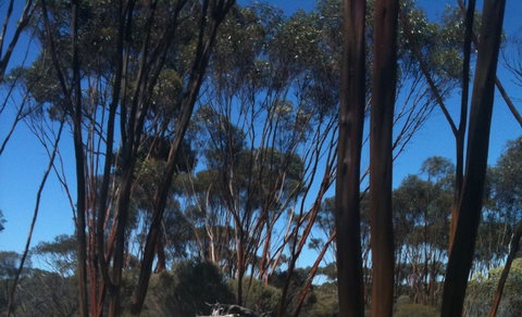 Boorabbin National Park - Tourism TAS 0