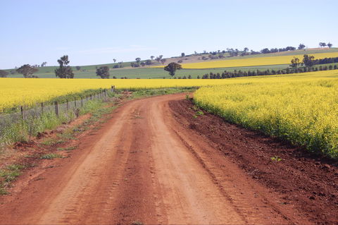 Canola Trail - Hobart Tourism 2