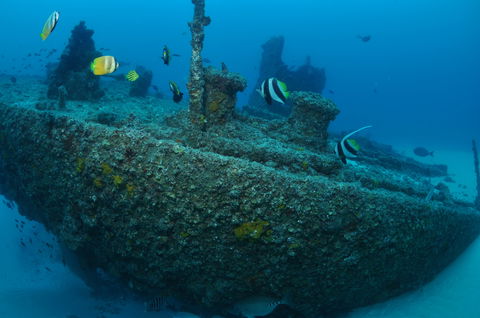 Curtin Artificial Reef Dive Site - Hobart Tourism 1