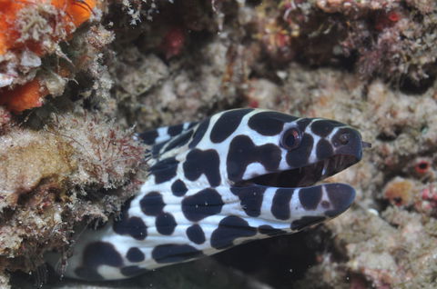 Curtin Artificial Reef Dive Site - Hobart Tourism 2