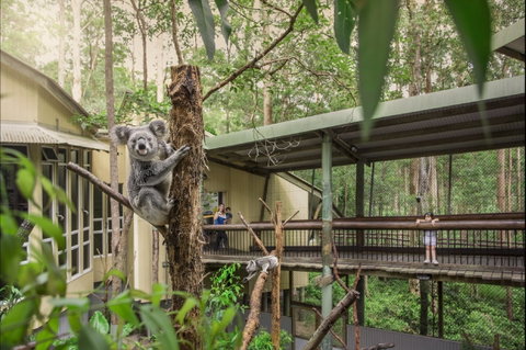 Daisy Hill Koala Centre - Tourism TAS 0