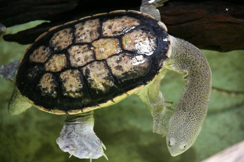 Discover Deadly - Hobart Tourism 1