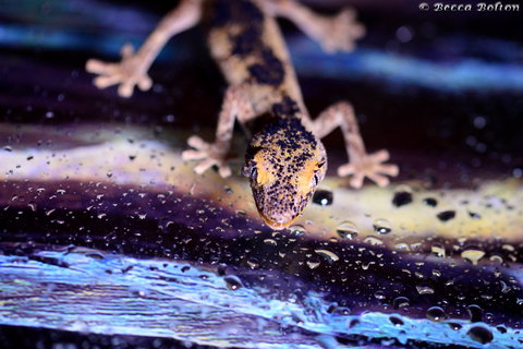 Discover Deadly - Hobart Tourism 2