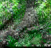 Djiru National Park - Hobart Tourism
