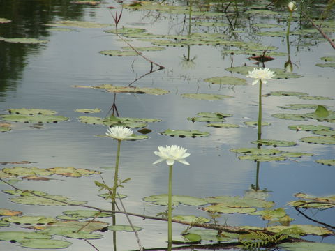 Djukbinj National Park - Tourism TAS 1