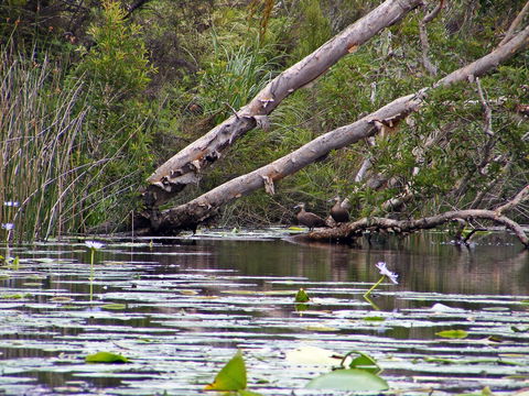 Esk River - Tourism TAS 1