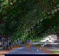 Fig Tree Avenue - Hobart Tourism