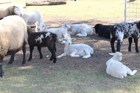 Haigslea EWE Nique Hobby Farm - Tourism TAS 1