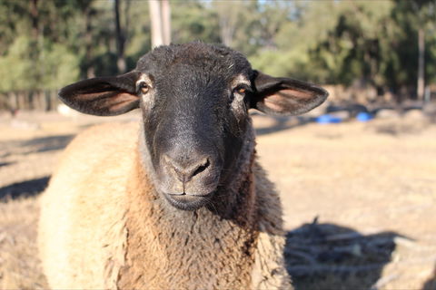 Haigslea EWE Nique Hobby Farm - Tourism TAS 2
