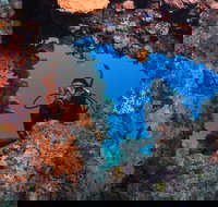 Heron Bommie - Tourism TAS