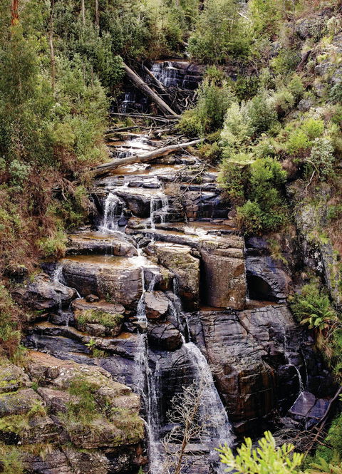 Kinglake National Park - Tourism TAS 1