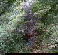 Kondalilla Falls Circuit Kondalilla National Park - Tourism TAS