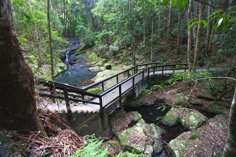 Kondalilla Falls Circuit, Kondalilla National Park - Tourism TAS 2
