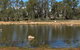 Lake King Wetlands At Rutherglen - thumb 1