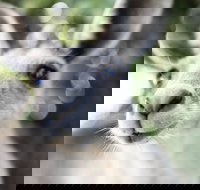 Lochern National Park - Tourism TAS