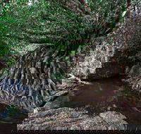 Misty Mountains Wilderness Tracks - Tourism TAS