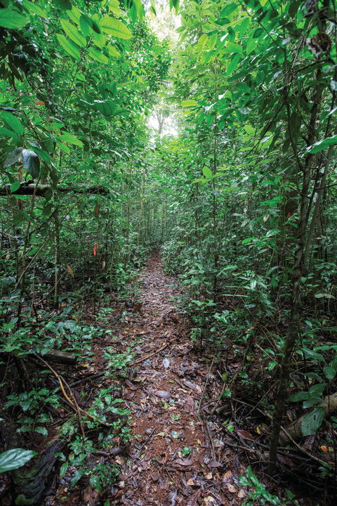 Misty Mountains Wilderness Tracks - Tourism TAS 1