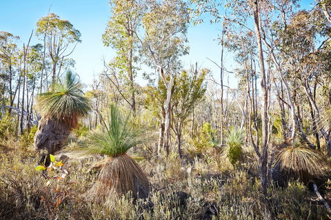 Mt Glenrowan Lookout Walk - Tourism TAS 2