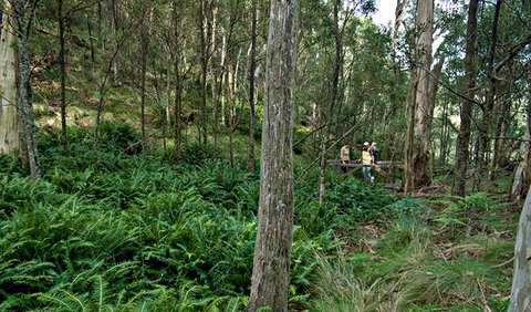 Nature Walking Track - Hobart Tourism 0